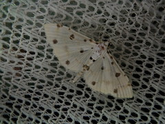 Pycnarmon lactiferalis