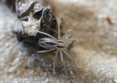 Thanatus arenarius