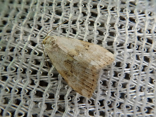 Eustrotia sugii
