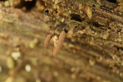 Stemonitopsis hyperopta