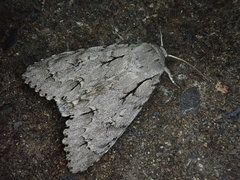 Acronicta major