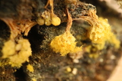 Oligonema verrucosum