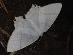 Ourapteryx subpunctaria