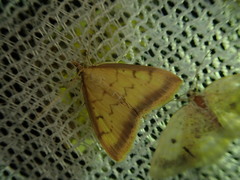 Torulisquama obliquilinealis