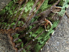 Anaplectoides virens