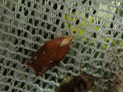 Acleris aestuosa