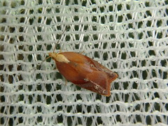 Acleris aestuosa