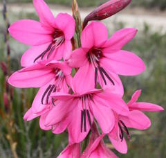 Watsonia rogersii
