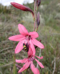 Watsonia rogersii