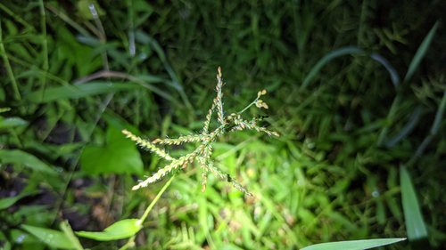 Urochloa reptans iNat (1)