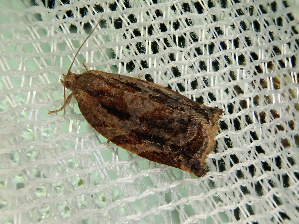 Archips issikii