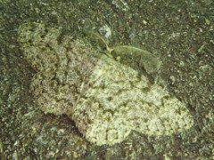 Hypomecis akiba