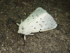 Spilosoma punctaria