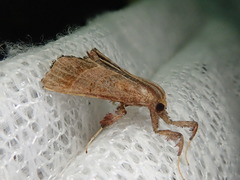 Datanoides misakiensis