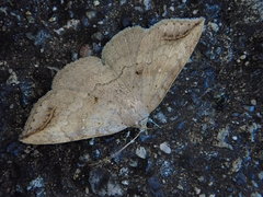 Blasticorhinus unduligera