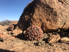 Conophytum khamiesbergense