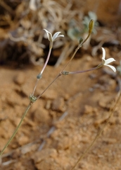 Kohautia caespitosa brachyloba