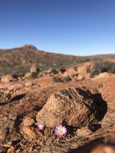 Kamiesberg Buttons (Conophytum khamiesbergense)