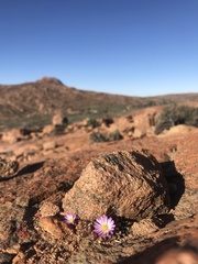 Conophytum khamiesbergense