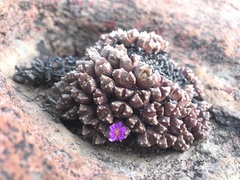 Conophytum khamiesbergense