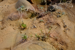 Kohautia caespitosa brachyloba