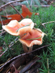 Paralepista