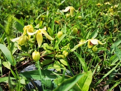 Clematis serratifolia