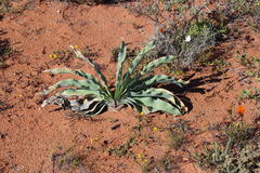 Boophone haemanthoides