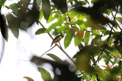 Prionops rufiventris