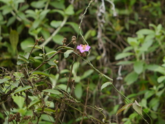 Osbeckia gracilis