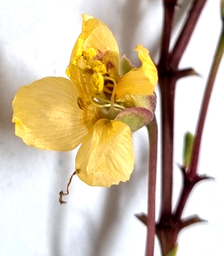Roepera debilis (Roepera debilis)