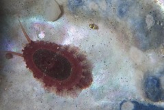 Fissurella mutabilis