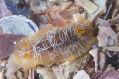 Doriopsilla areolata