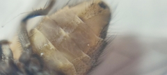 Musca domestica