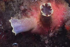 Ascidia incrassata