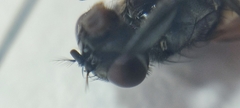 Musca domestica
