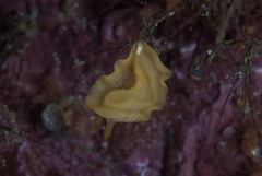 Doriopsilla areolata