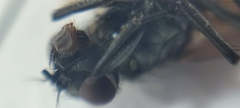Musca domestica