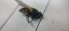 Musca domestica