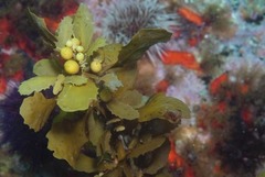 Sargassum incisifolium