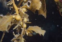 Sargassum incisifolium
