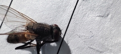 Musca domestica
