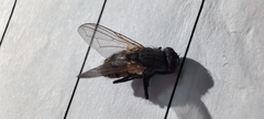 Musca domestica