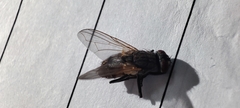 Musca domestica