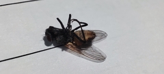 Musca domestica
