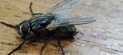Musca domestica