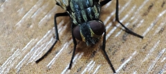 Musca domestica