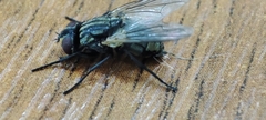 Musca domestica