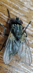 Musca domestica