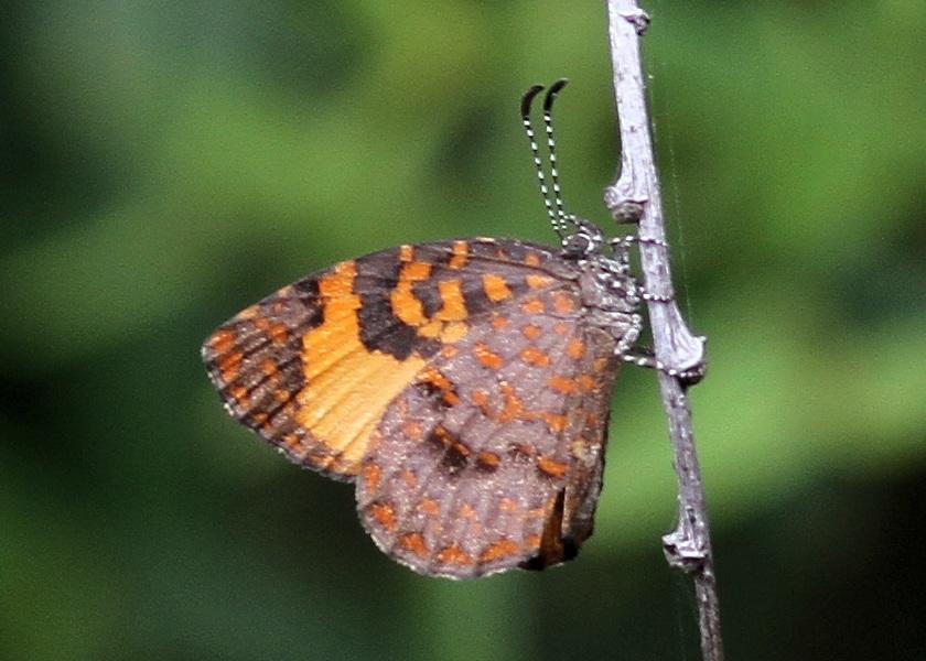 Common Buff